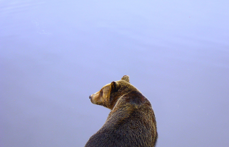 Illustration for article titled When Bears Go To Rehab